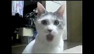 OMG Cat Shocked Meme || Funny Transition || True Memers||