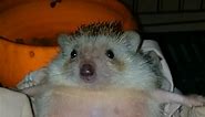 Hedgehog gives birth to tiny hoglets 🦔