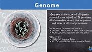 Genome - Definition and Examples - Biology Online Dictionary