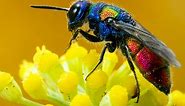35 Most Colorful Animals in the World (Mammals, Birds, Insects, Reptiles...)