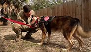 See the heartwarming reunion between military dog and handler