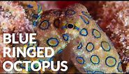 World's Most Deadly Octopus! ft. Blue Ringed Octopus