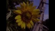 Germinating Maximilian Sunflower, Helianthus maximiliani
