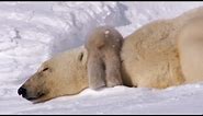 Polar Bear Cubs Taking Their First Steps | Planet Earth | BBC Earth