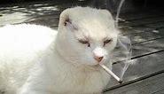 Cat smoking Cigarette