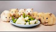 Cutest Baby Hamsters That Will Make You Go Aww