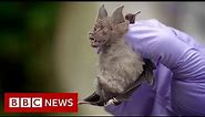 Coronavirus: Looking for viruses in Thai bats - BBC News