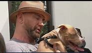 Dave Bautista adopts abused Tampa puppy, offers $5K reward