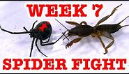 Redback Spider Home Week 7 Devil Bug Educational Spider Video