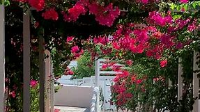 Beautiful Bougainvillea in Crete, Greece #greece #crete #bougainvillea #spring | Nadia Sanowar Photography