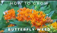 Complete Guide to Butterfly Weed - Grow and Care, Asclepias tuberosa