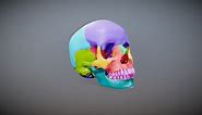 Anatomy Quick Guide: The Skull - 3D model by Living Thing: Science Communication (@lvngthng)