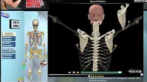 How Scapular Movement Works: 3D Anatomy & Diagrams