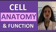 Cell Anatomy & Physiology: Cell Structure and Function Overview for Students