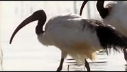 Nile Ibis Birds Create Swimming Pools | BBC Earth