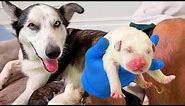Helping My Pregnant Husky Give Birth to 9+ Puppies!