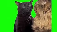 Black Cat Zoning Out | Green Screen #cat #catmeme #meme #comedy #template #fyp