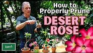 How to Properly Prune Desert Rose (Adeniums)