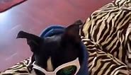 🐾 Meet Swoosh, the Boston Terrier with swag! Check out his amazing goggles — perfect for sunny days! 😎🌟 Follow him on instagram : https://www.instagram.com/swooshtheboston/ Order his goggles at https://bostonterrier.world/collections/boston-terrier-accessories/products/adjustable-goggles-for-dogs | Boston Terrier World