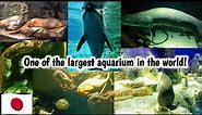Osaka Aquarium Kaiyukan || Tourist Attraction || Kojik Kishora