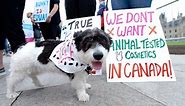 Canada takes steps to ban toxicity testing on animals. What this means
