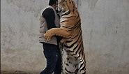 Hug with Beautiful Tiger Cub Tiger Gets Emotional | Nouman Hassan |