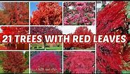 21 TYPES OF TREES WITH RED LEAVES