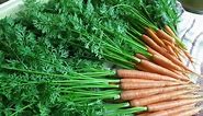 Eat Your Carrot Greens! (Easy way to sauté them)