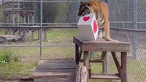 Cats and Boxes, what more could you ask for this Valentine’s Day ❤️ | Elmira's Wildlife Sanctuary