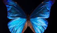 What Gives the Morpho Butterfly Its Magnificent Blue? | Deep Look