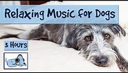 3 Hours of Relaxation Music for Dogs, Calm Them During Firework Displays and Thunderstorms!