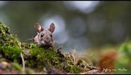 The extraordinary Wood Mouse