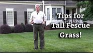 Tall Fescue Grass - Expert Lawn Care Turf Tips
