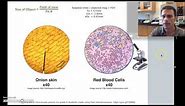 Calculating cell size when looking through a microscope