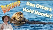 Sea Otter Facts for Kids with some Otter Jokes!
