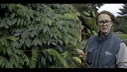 How to prune a Wisteria in winter and summer | Grow at Home | Royal Horticultural Society