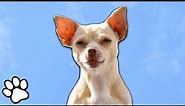 100 Sassy Chihuahuas | Funny Dog Compilation