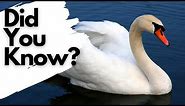 Things you need to know about MUTE SWANS