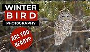 Bird photography tips for the winter: Are you ready?