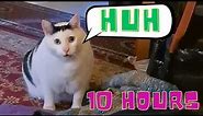 Huh Cat Meme 10 Hours