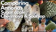 Comparing Annonas - Sugar apple, Cherimoya, Soursop | Similarities & Differences between the Annonas