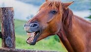 16 Hilarious Horse Jokes for Anyone With... A Long Face