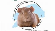 Guinea Pig Lifespan and Life Stages