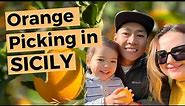 Orange Picking In Sicily / Harvesting citrus fruit in Sicily