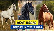 Top 10 Best Horse Breeds in the World