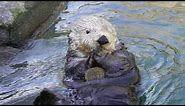 What Does a Sea Otter Eat?
