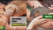 Armored Armadillos | Everything You Need to Know | Description, Habitat, Facts, Diet, and More