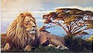INTIMO Lion King of The Jungle Blanket Super Soft Silk Touch Plush Fleece Throw 50" X 60"