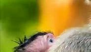 Welcome newborn baby monkey just give a birth young mummy fist newborn. #monkey #animals #monkeys #wildlife #nature #animal #monkeysofinstagram #photography #memes #wildlifephotography #zoo #love #art #naturephotography #funny #ape #primate #animalphotography #cute #meme #monkeylove #travel #photooftheday #monkeymemes #primates #monkeyseemonkeydo #dankmemes #animallovers #gorilla #monkeyface | Monkey Mono
