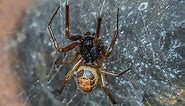 Identifying false widow spiders